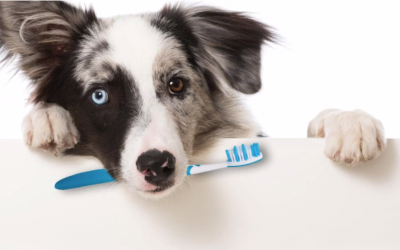 RediHeal Dental Health