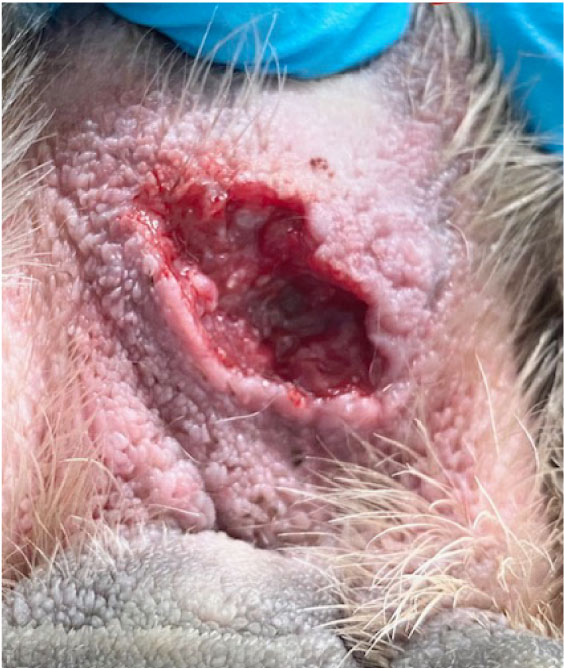RediHeal_CaseStudy_PawLaceration_03
