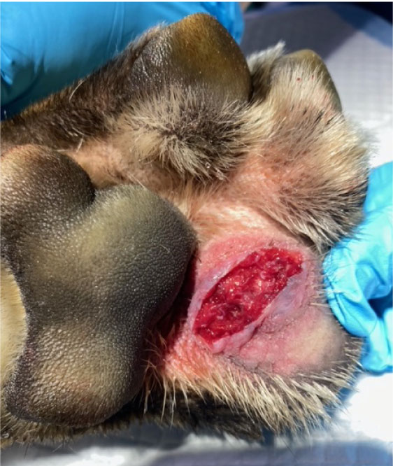 RediHeal_CaseStudy_PawLaceration_07