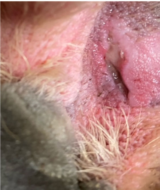 RediHeal_CaseStudy_dzzsgPawLaceration_03