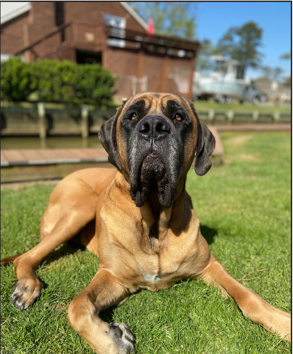 RfsdfsediHeal_CaseStudy_PawLaceration_03