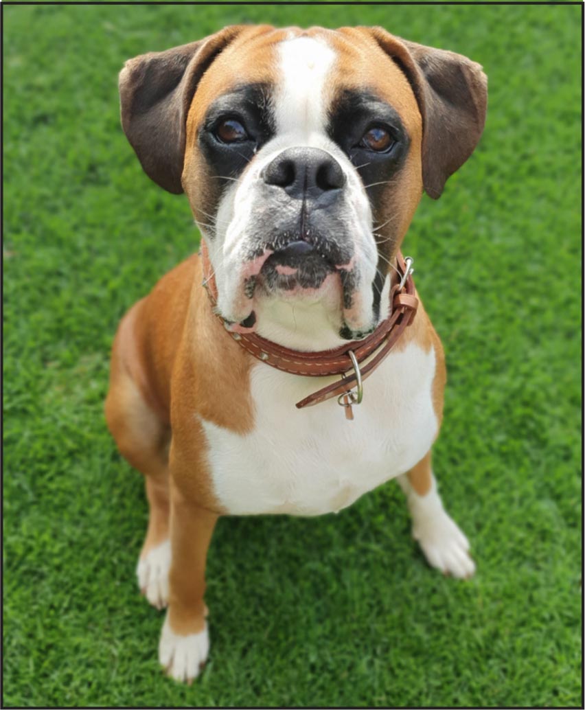 dog1