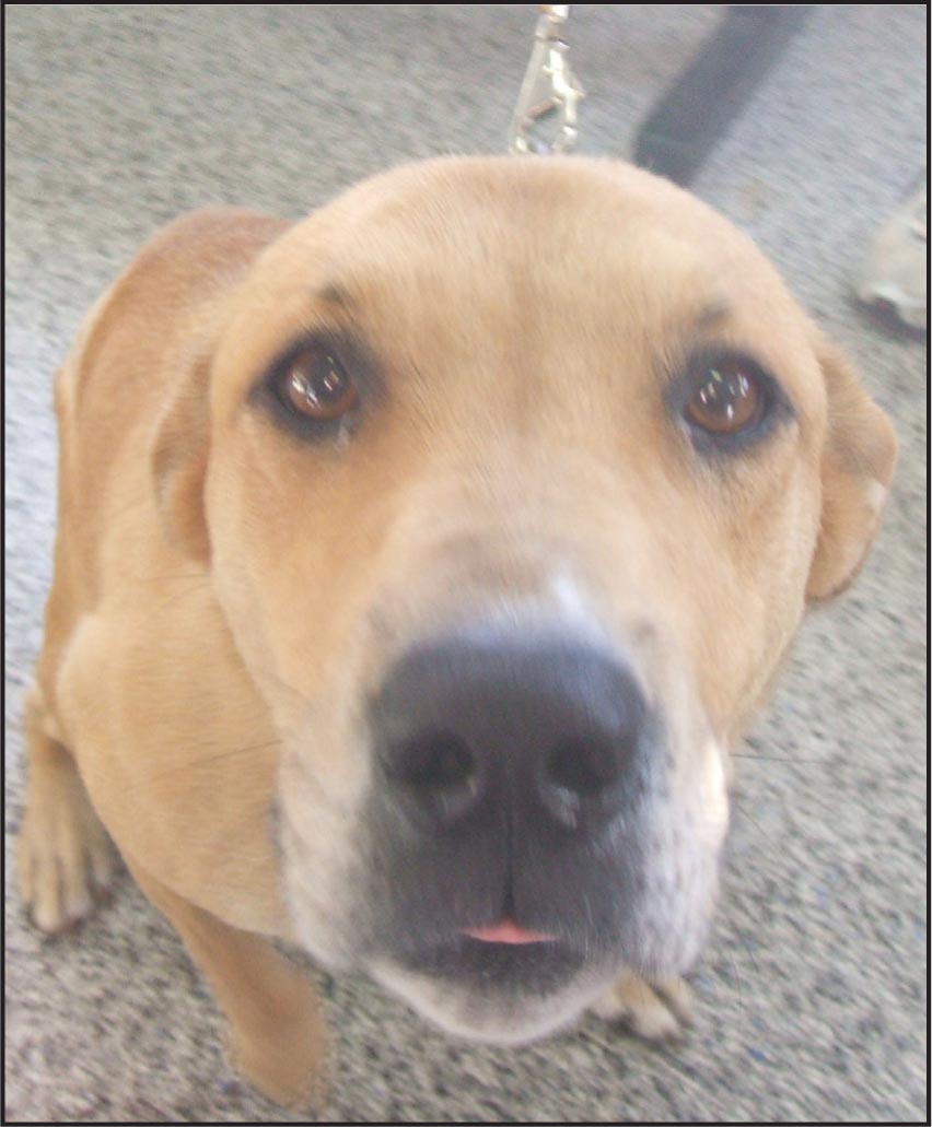 dog2